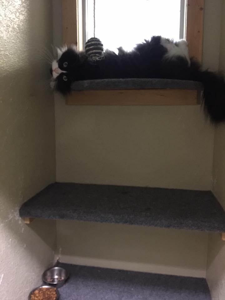 A long-haired cat stretched out on an elevated shelf beside a hanging toy in the cattery
