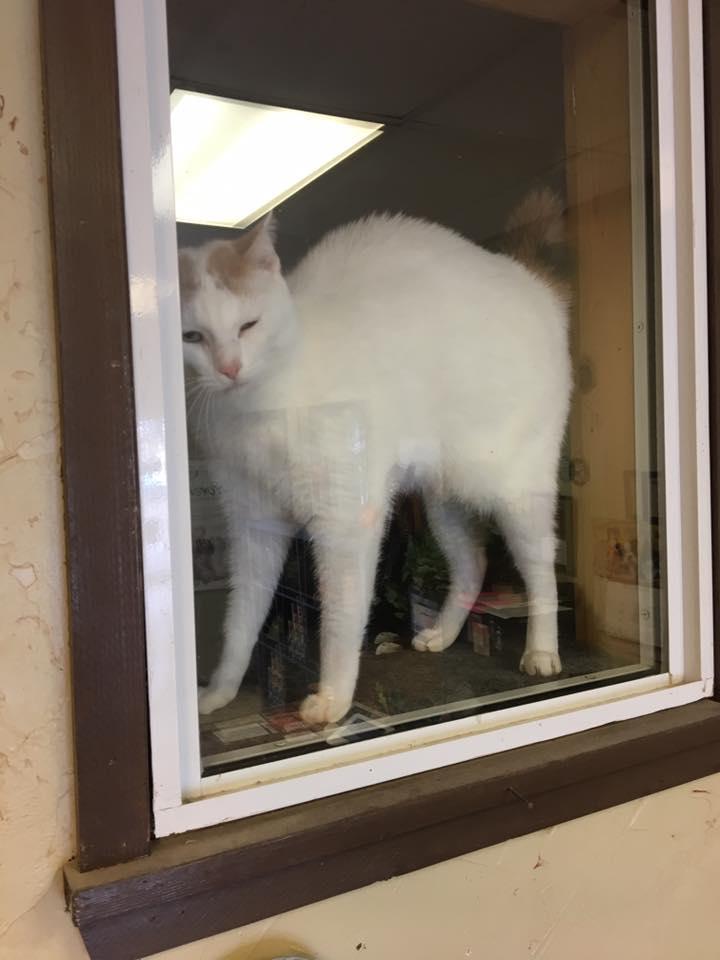 A white cat looking out from a private cat condo in the Salado cattery
