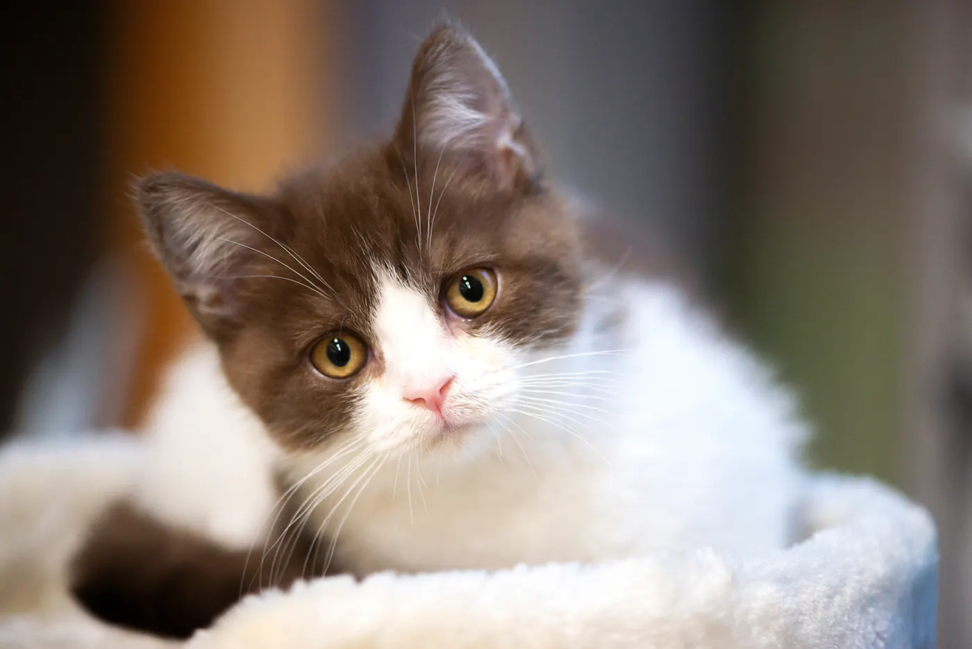 A brown and white kitten resting on a soft blanket