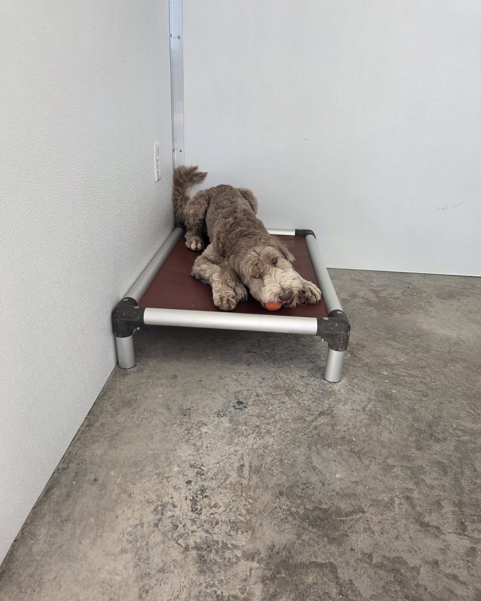 A dog relaxing in a quiet private suite at Paw Retreat