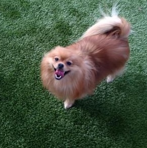Small dog looking up at the camera in the Paw Retreat play yard