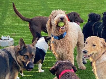 A group of dogs playing together on the turfed play yard at Paw Retreat