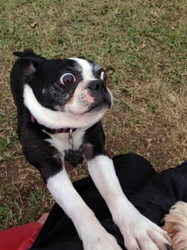 Dog waiting for a playtime at Paw Retreat in Salado