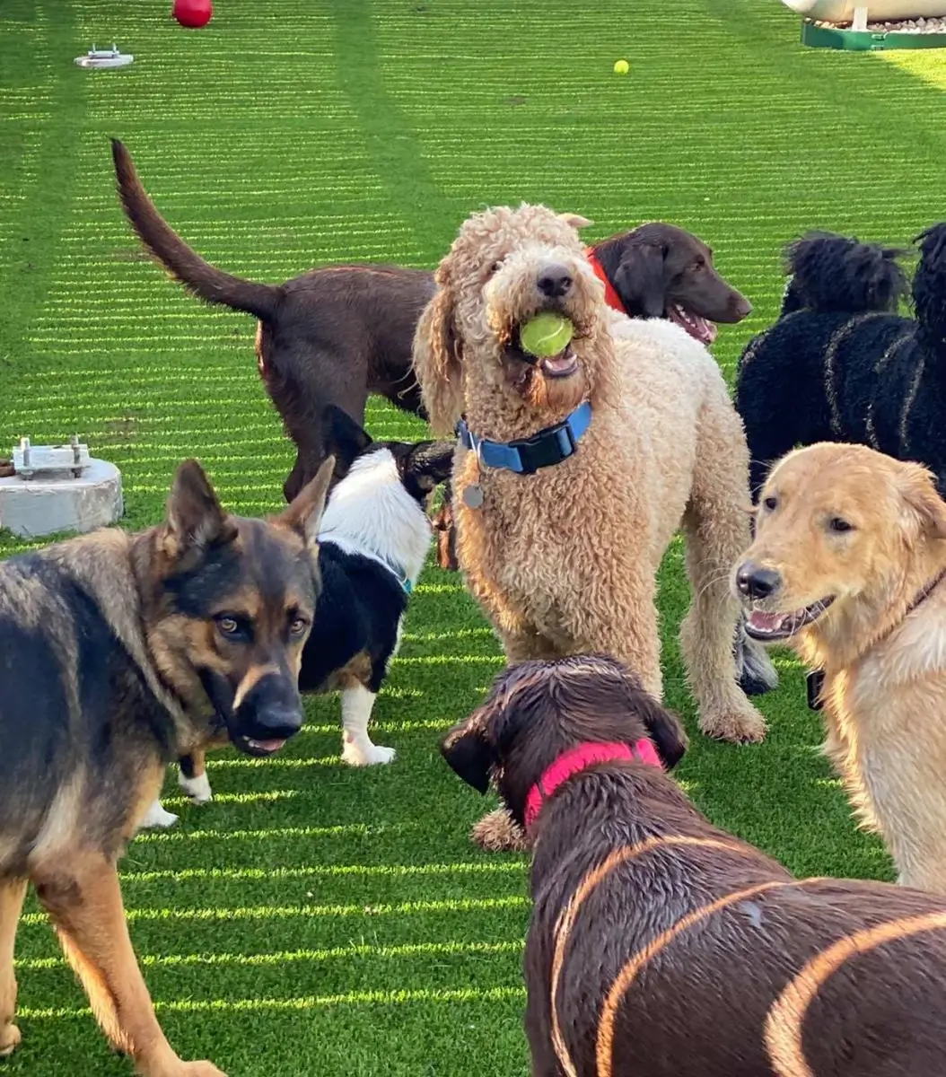 Daycare dogs playing together on the turf, one carrying a tennis ball