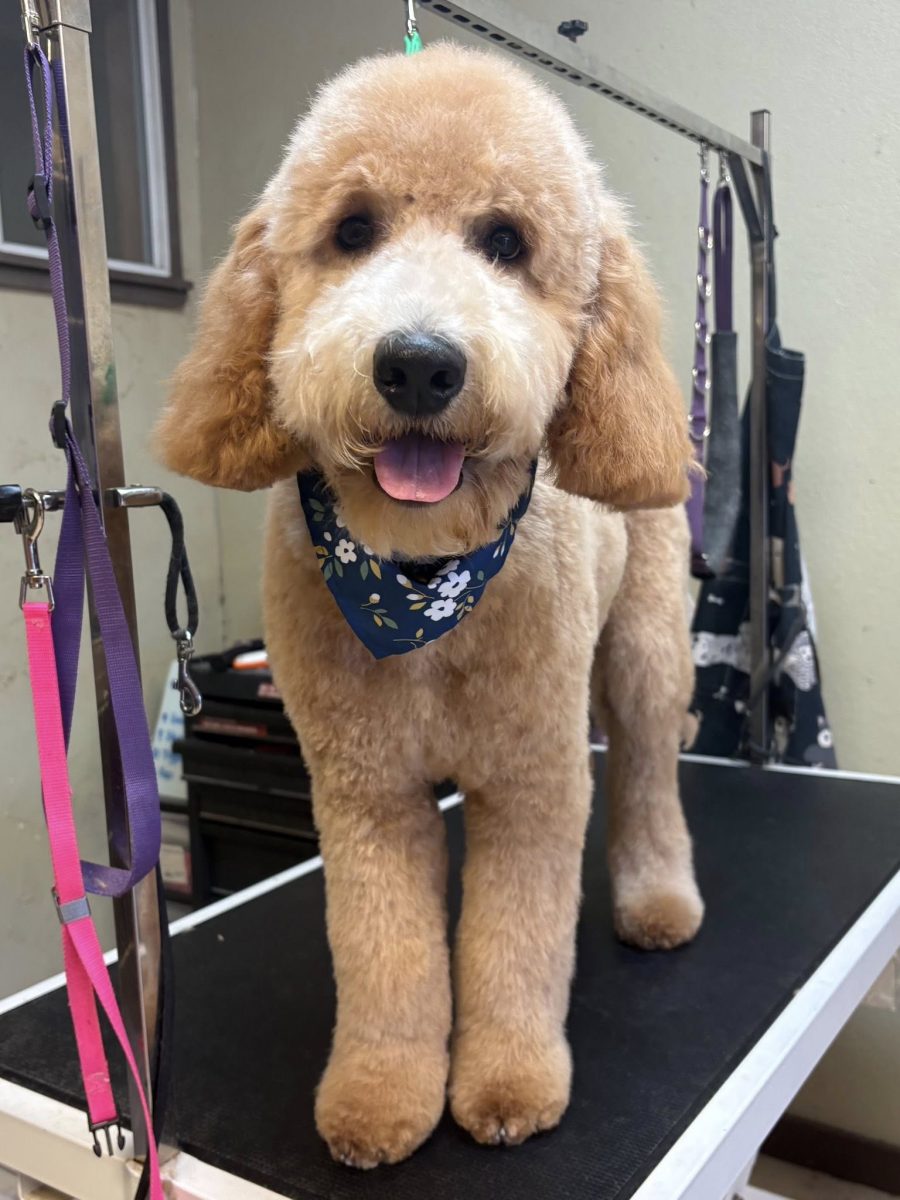 A freshly groomed doodle standing on the grooming table