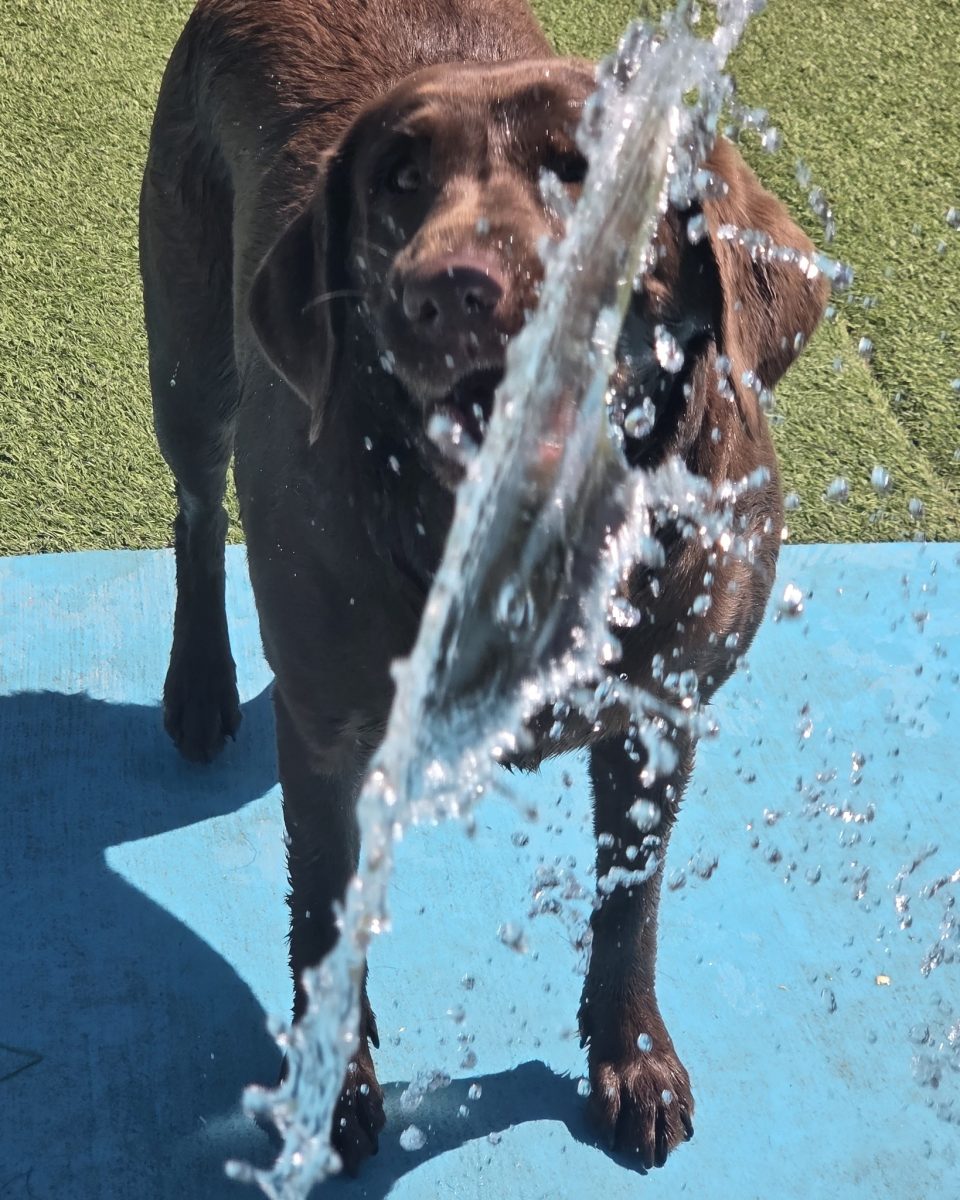A chocolate lab playing in the doggie splash pad
