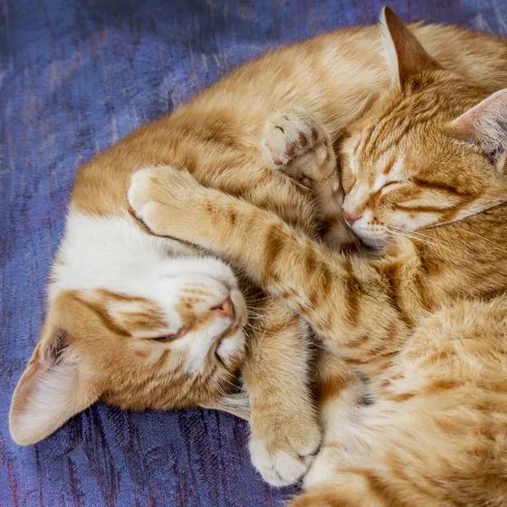 Two orange tabby cats curled up asleep together